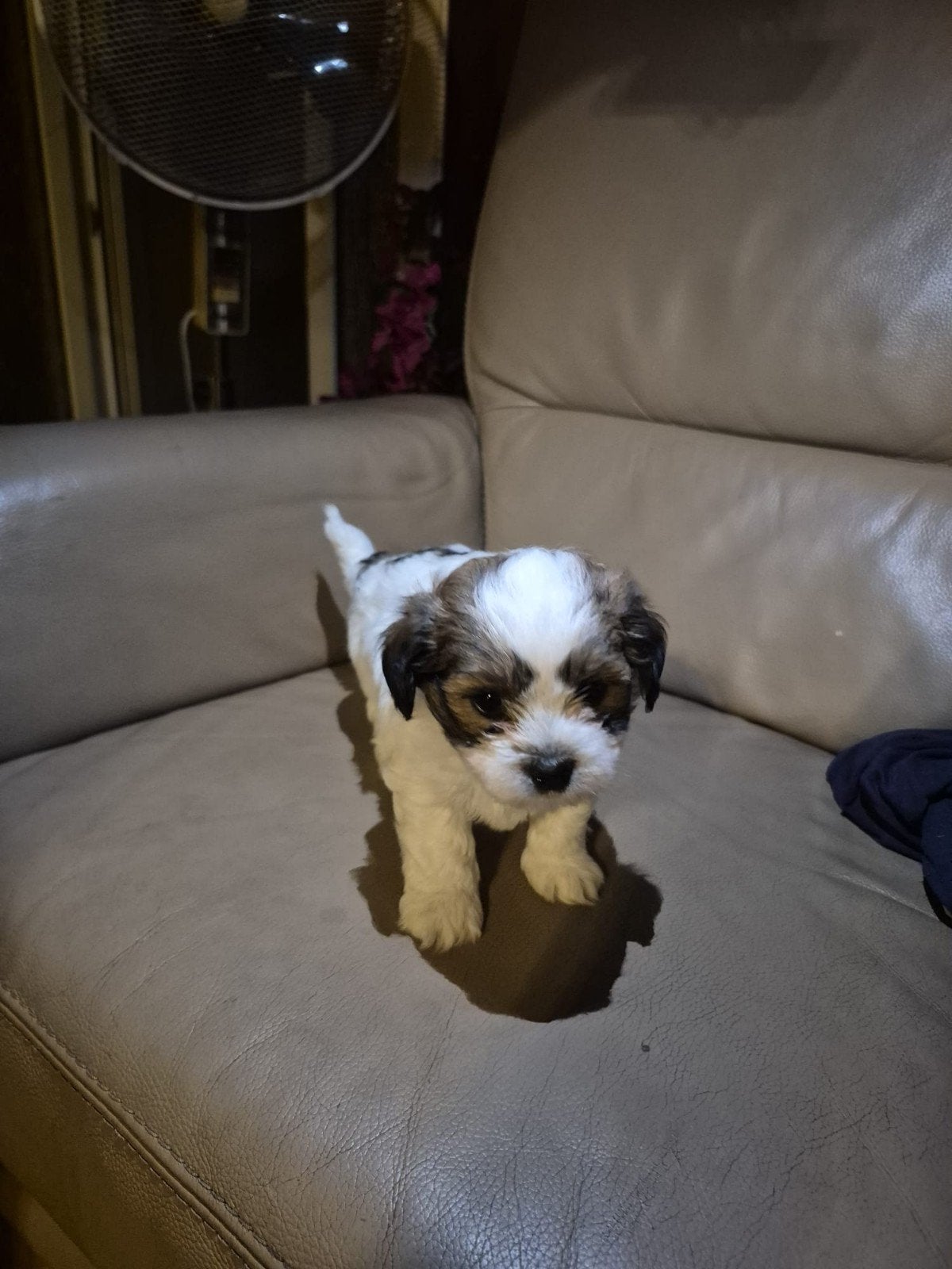 Puppys, Autos : Divers, Autos divers Autre, Enlèvement