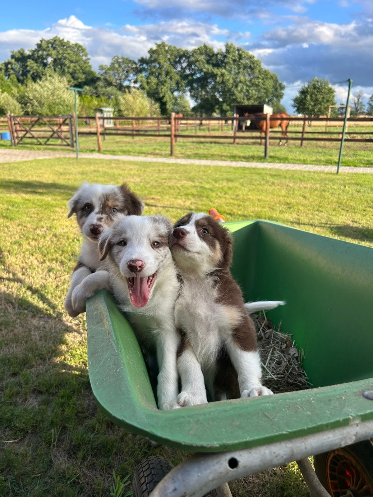 Chiots Border Collie, Maladie de Carré (chiens), 8 à 15 semaines, Colley, Plusieurs