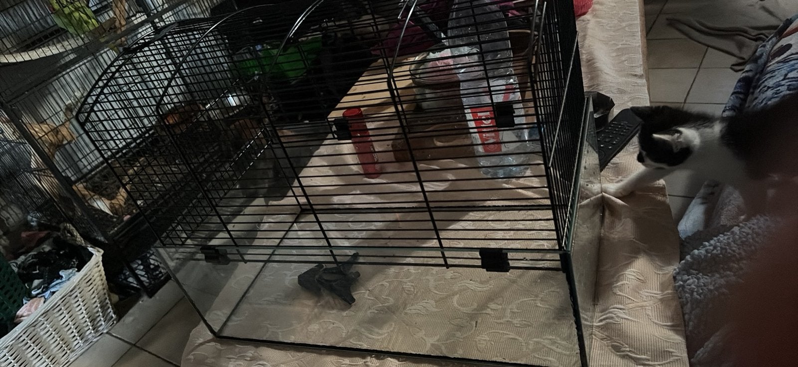 Cage aquarium pour gerbille, Dieren en Toebehoren, Ophalen of Verzenden