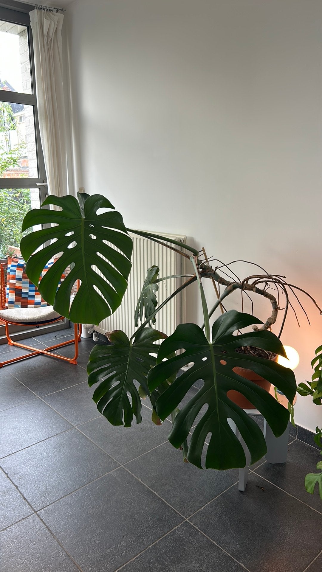 Zeer mooie monstera deliciosa, Ophalen