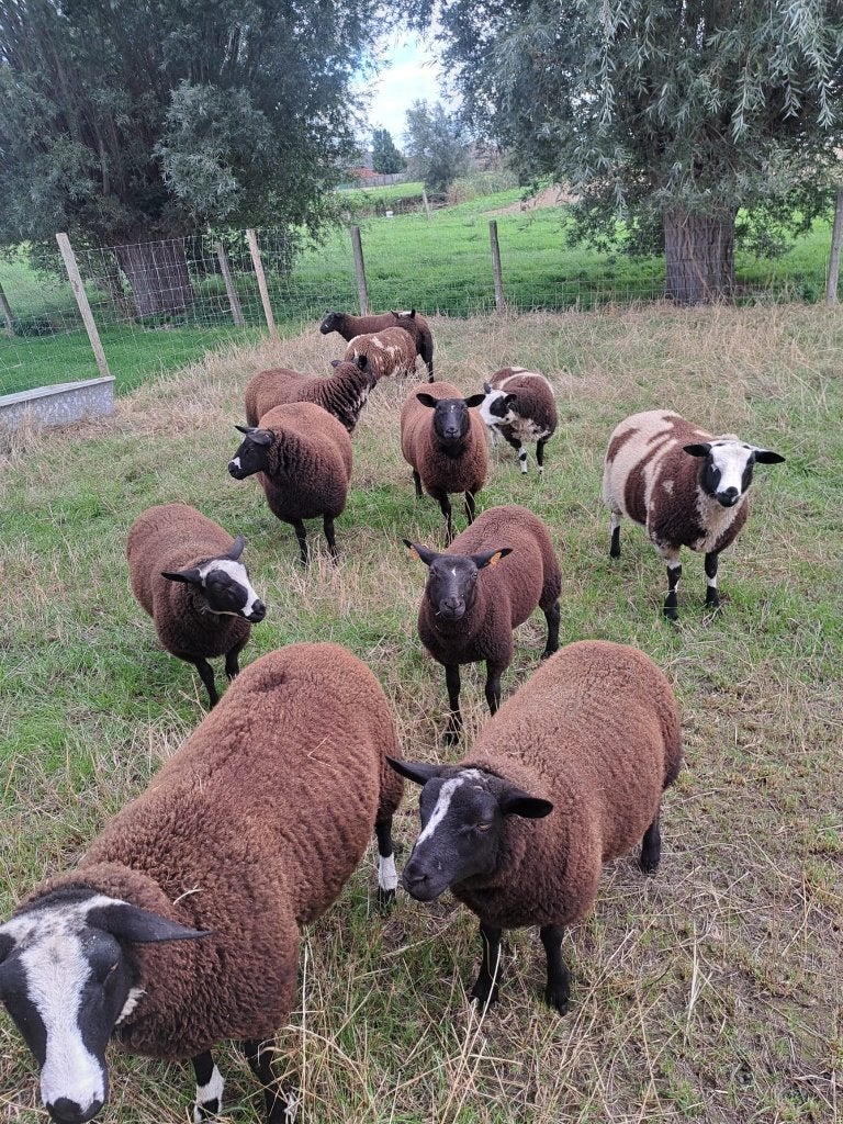 Schapen, Meerdere dieren, Schaap