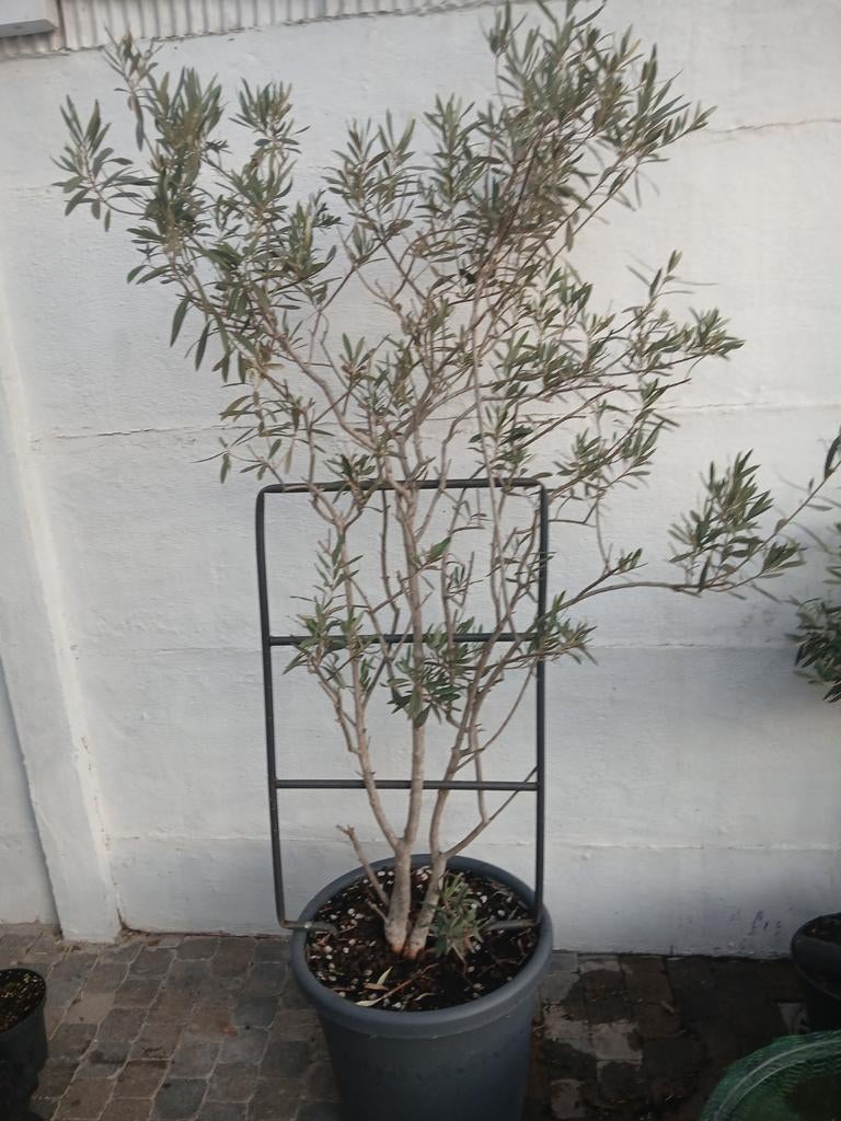 Olijfboom struik, Tuin en Terras, Ophalen, Olijfboom