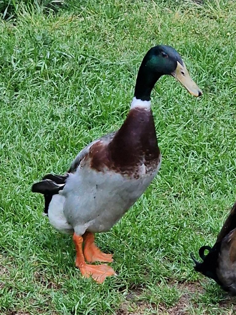 Loopeend man zoekt dringend nieuwe thuis, Animaux & Accessoires