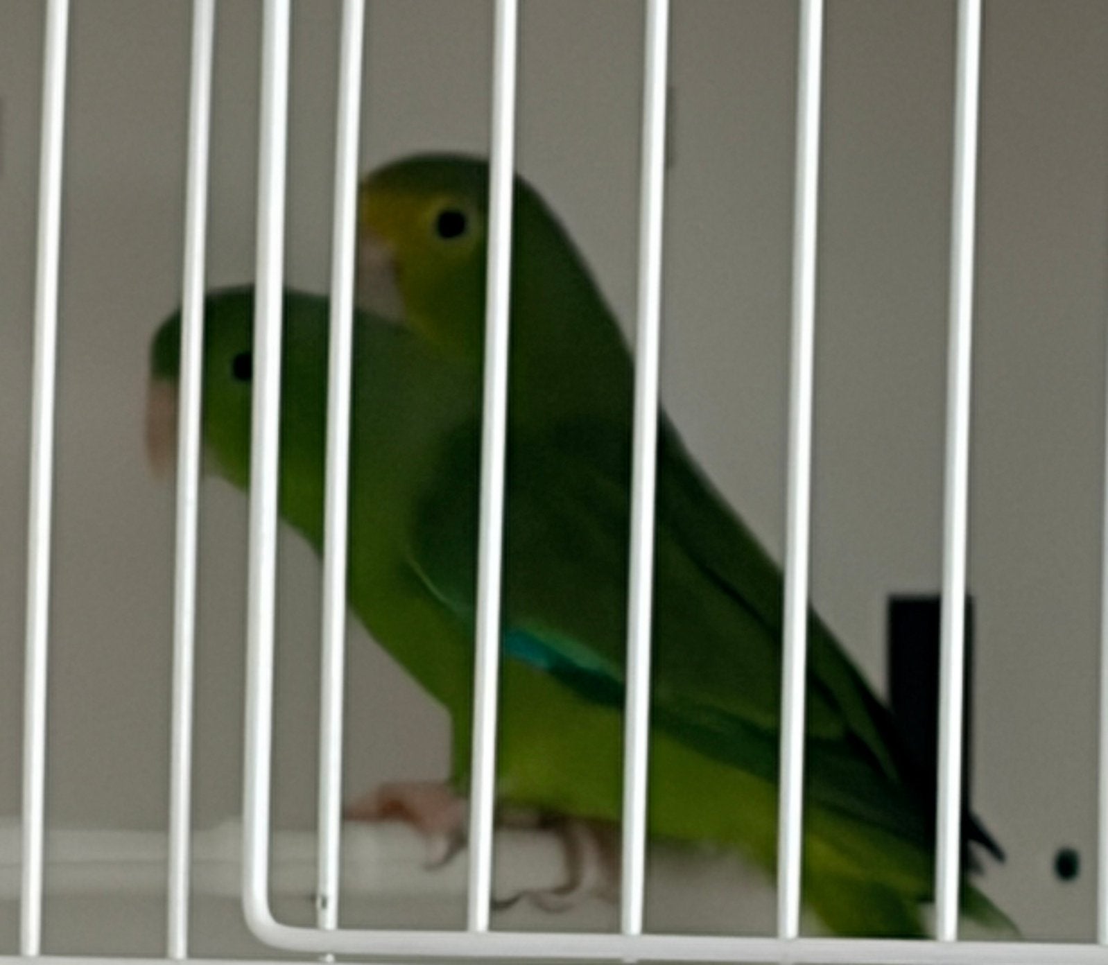 1.1 forpus passenirus 2025, Plusieurs animaux, Perroquet nain ou Inséparable, Bagué