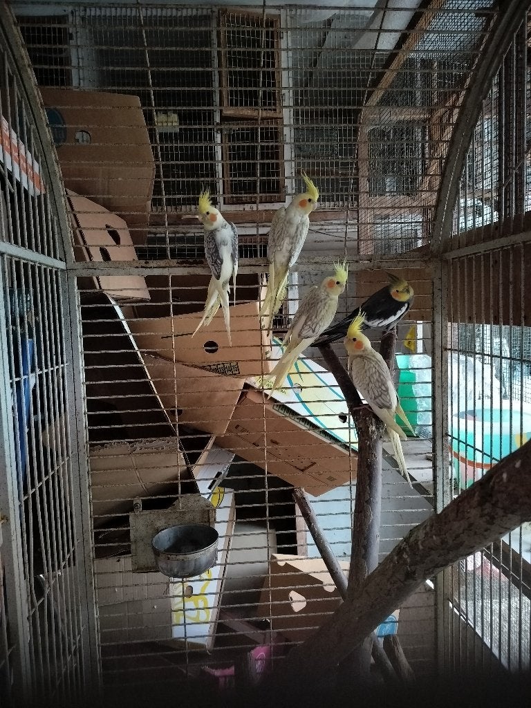 5 valkparkieten, Meerdere dieren, Parkiet