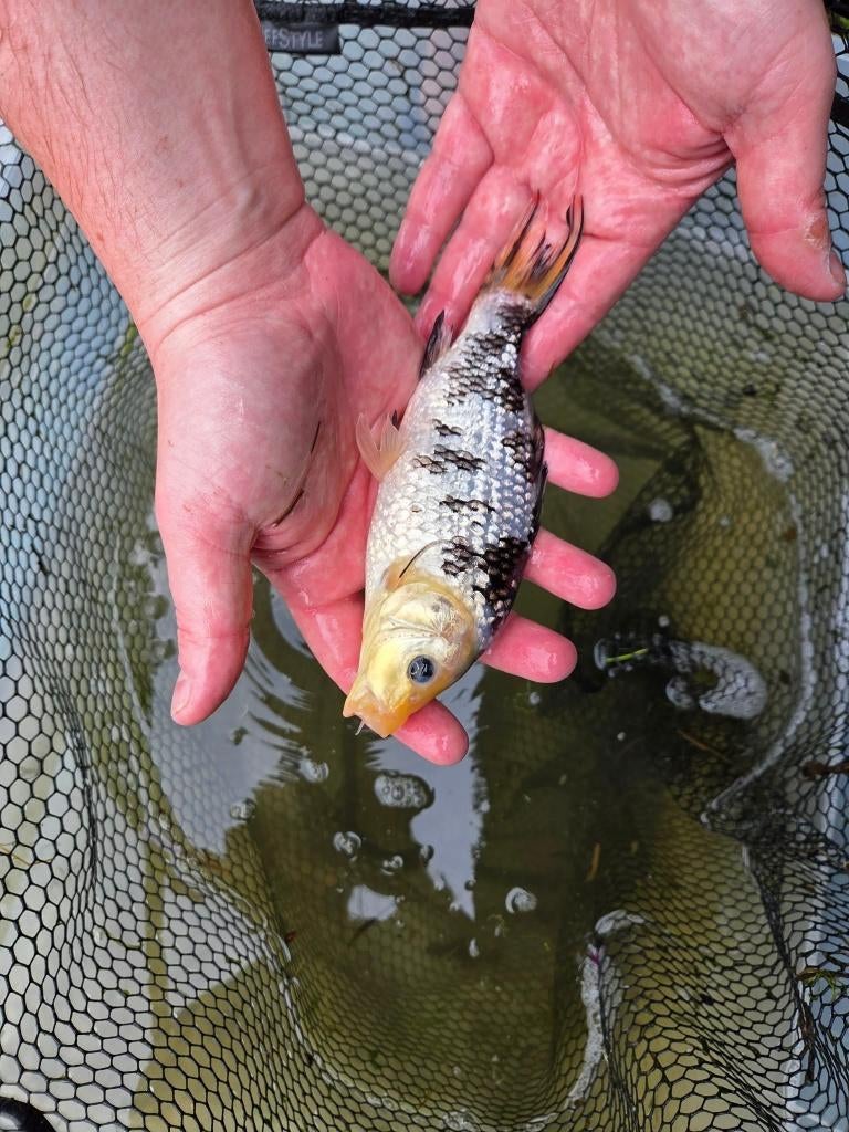 Mooie koi 20 cm – eigen kweek, Carpe ou Koï