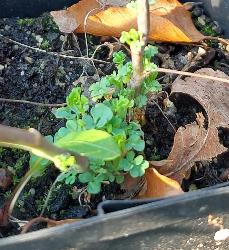 Rue (Ruta graveolens) — plante herbacée aromatique — P9, Jardin & Terrasse, Étangs, Enlèvement
