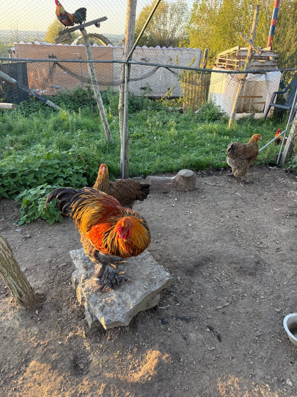 Brahma toom, Dieren en Toebehoren