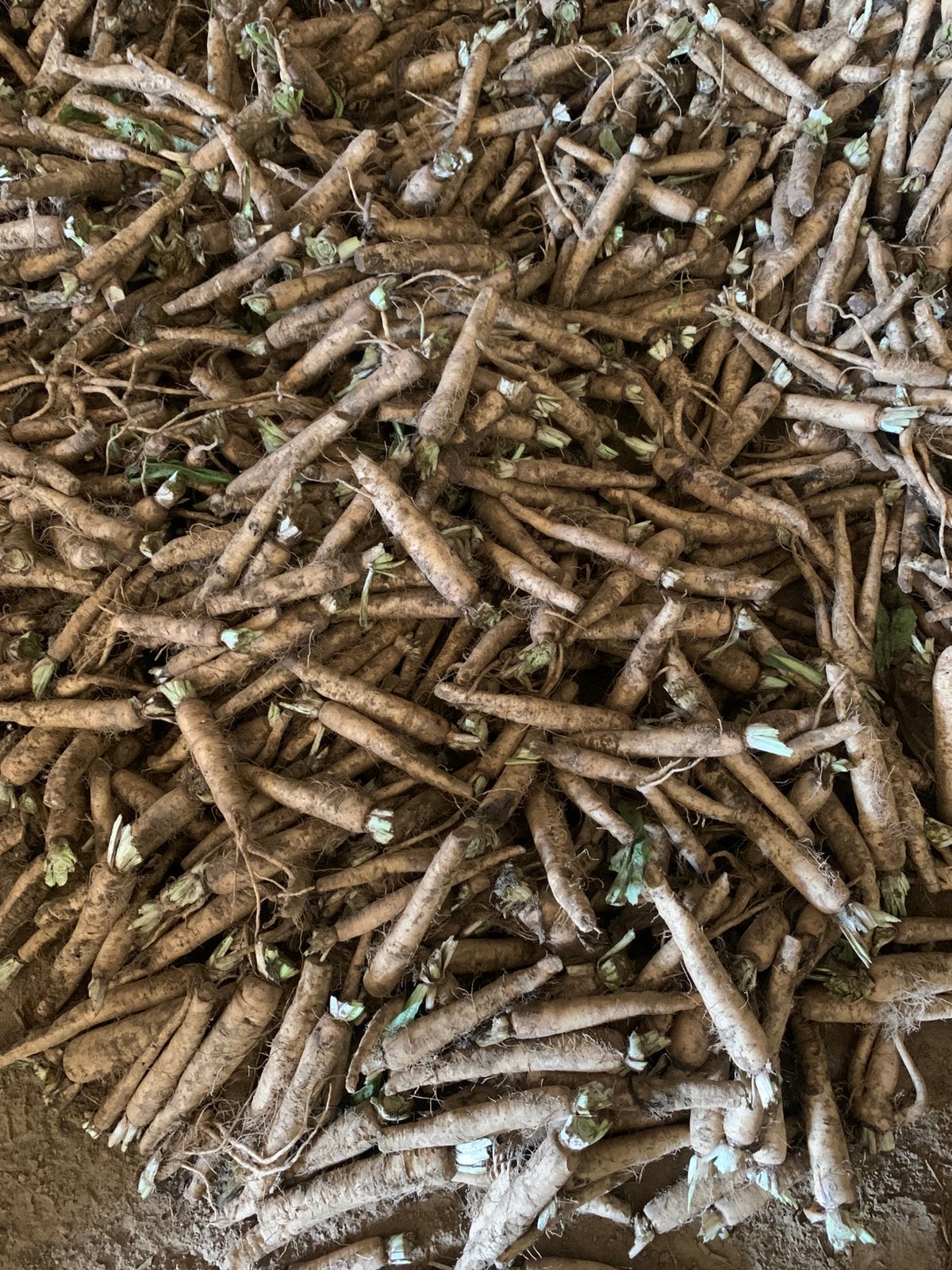 Witloofwortels voor forcerie, Zakelijke goederen, Landbouw | Aardappelen, Groenten, Fruit en Vlees, Ophalen