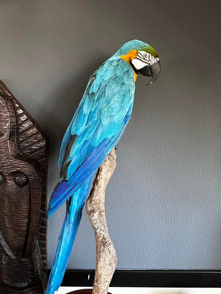 Taxidermie Ara ararauna., Enlèvement