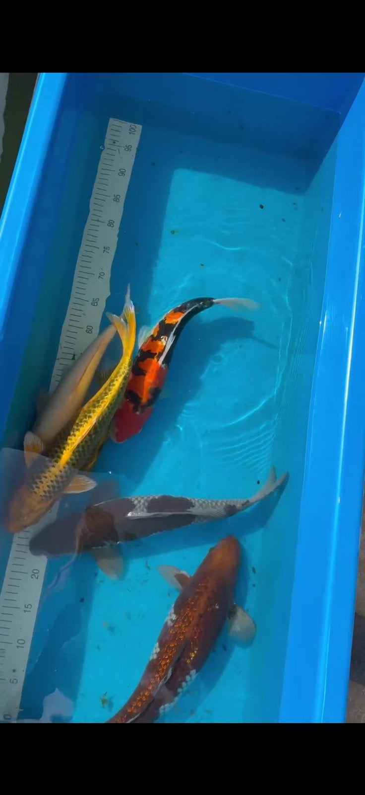 Japanse Koi's te koop, Dieren en Toebehoren, Vissen | Vijvervissen