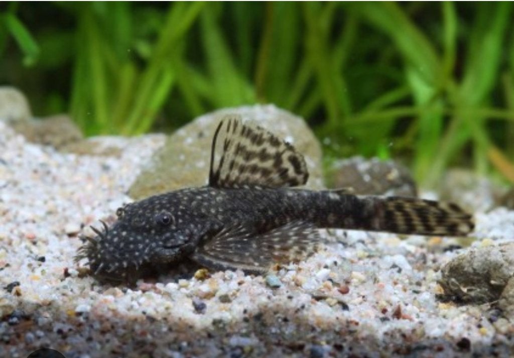 Ancistrus, Dieren en Toebehoren, Vis, Zoetwatervis