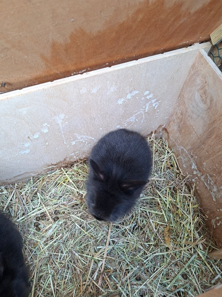 Konijntjes, Dieren en Toebehoren, Konijnen, Meerdere dieren, Klein, 0 tot 2 jaar