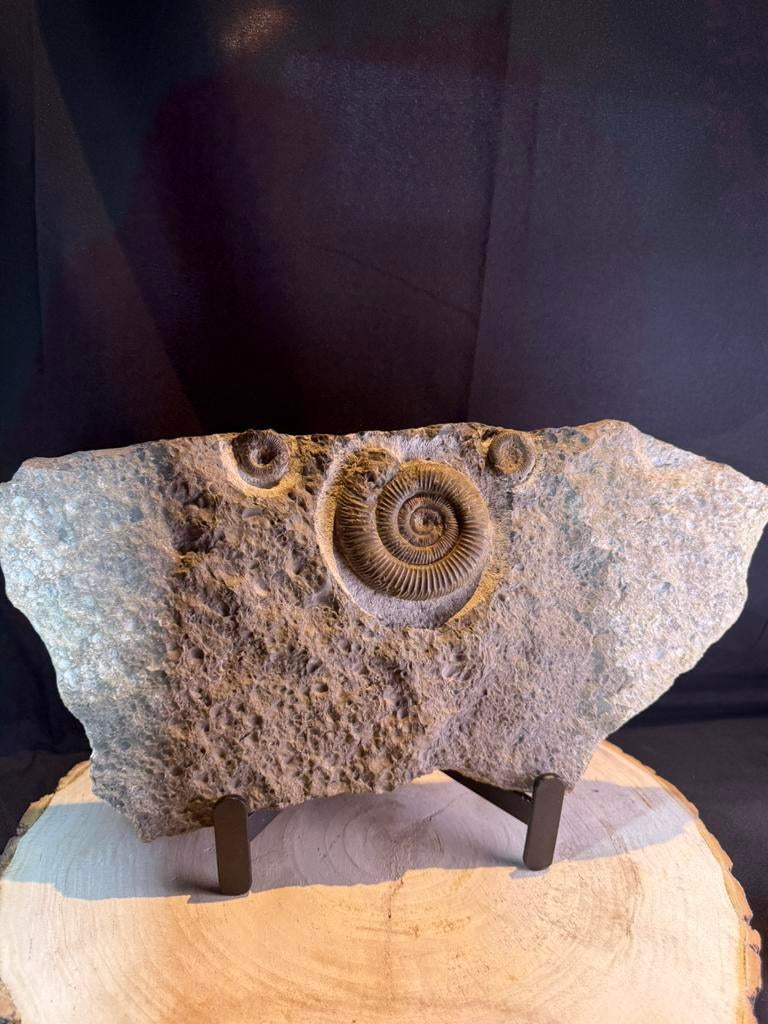 fossiele ammonietenplaat – Dactylioceras – Jura – Duitsland, Verzamelen, Mineralen en Fossielen, Fossiel, Ophalen of Verzenden