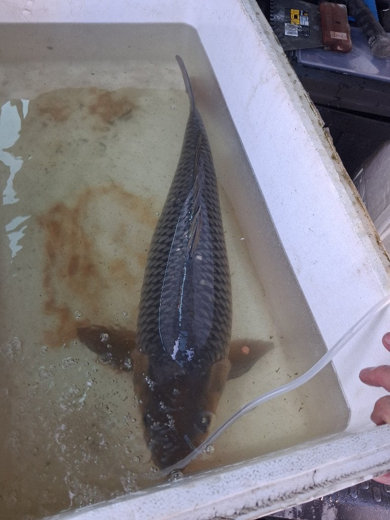 Grote Koi Vis, Dieren en Toebehoren, Karper of Koi