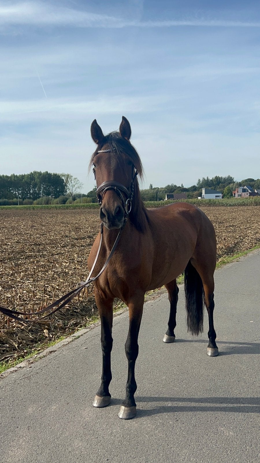 Spaanse merrie van 5 jaar te koop, Dieren en Toebehoren, Merrie, Zadelmak