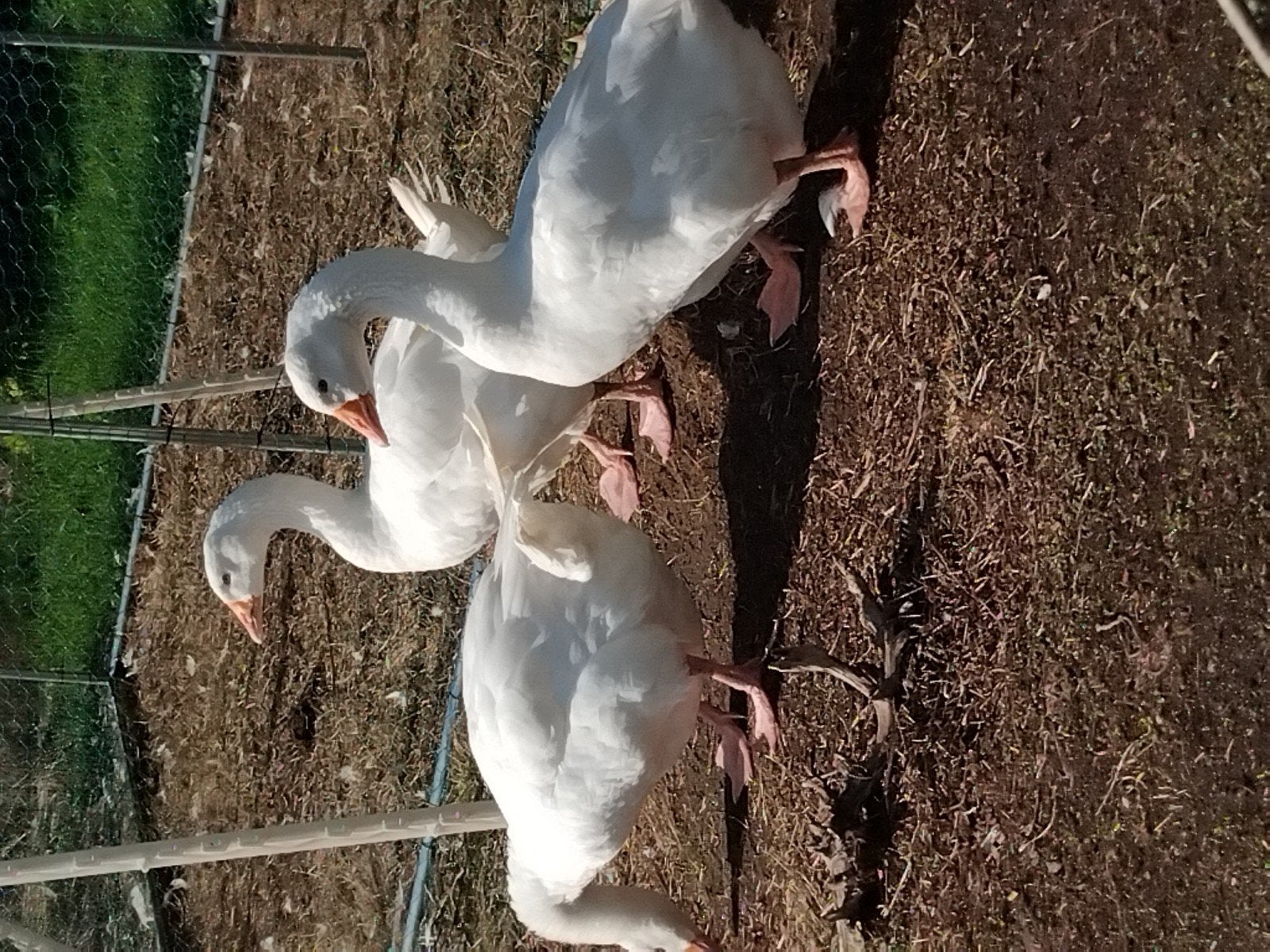 witte ganzen, Animaux & Accessoires