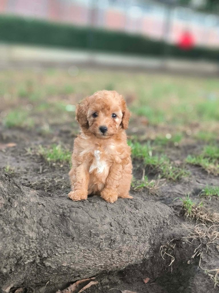 Dwergpoedel pupjes bij ons geboren!!!, Dieren en Toebehoren, Poedel, België, CDV (hondenziekte), 8 tot 15 weken