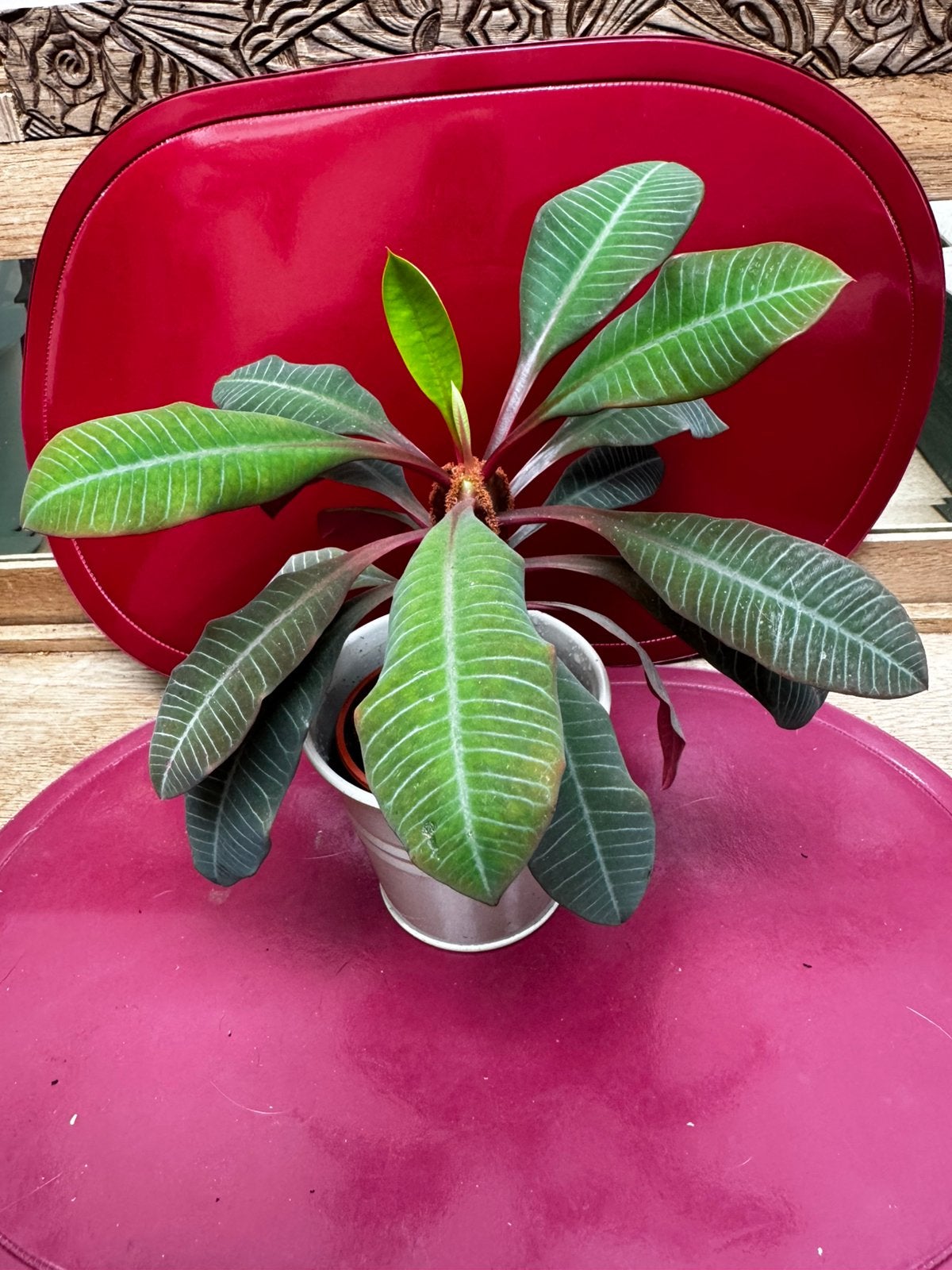 Juweel van Madagaskar 20 cm, Huis en Inrichting, Kamerplanten, Ophalen, Vetplant