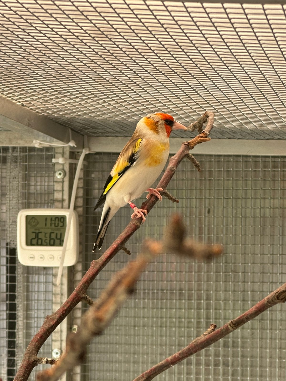 Chardonneret male 2024 tête blanche, Mâle