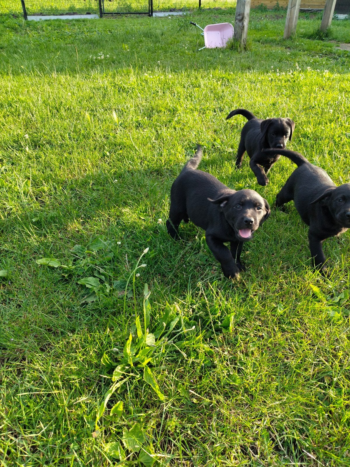 Prachtige labrador pups, Dieren en Toebehoren, Honden | Retrievers, Spaniëls en Waterhonden, België, Parvo, 8 tot 15 weken, Labrador retriever
