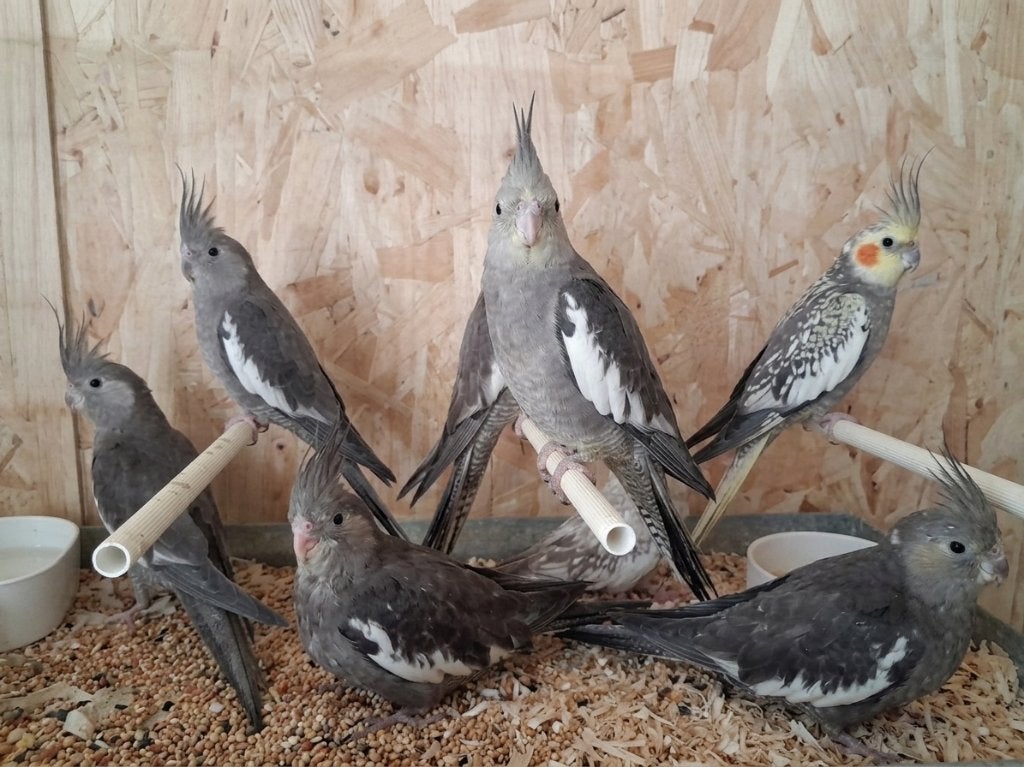Handtamme Valkparkieten, Dieren en Toebehoren, Meerdere dieren, Parkiet, Tam