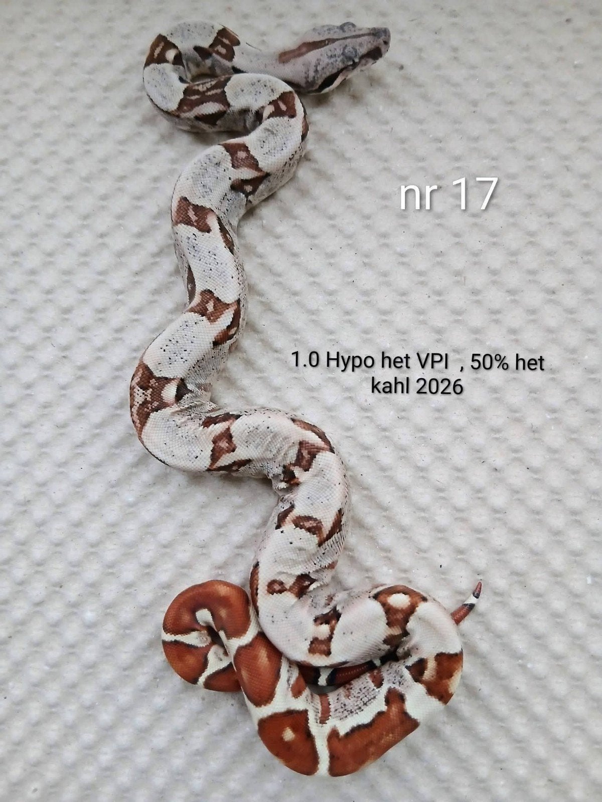 4 x Bci, Hypo le VPI 50 % le Kahl 2026, Animaux & Accessoires, Serpent, Domestique, 0 à 2 ans