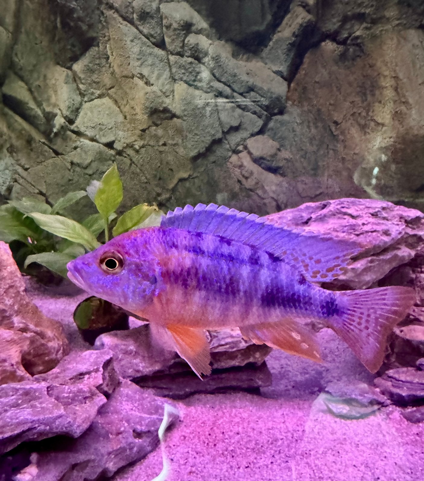 Aulonocara Hybride 1 man met 3 Turkis vrouwen, Poisson d'eau douce