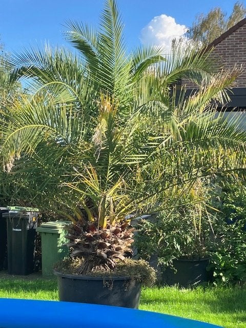 Phoenix canariensis (Canarische dadelpalm) – 3,3-3,5 m hoog, Tuin en Terras, Bloeit niet, 250 tot 400 cm, Palmboom, Ophalen