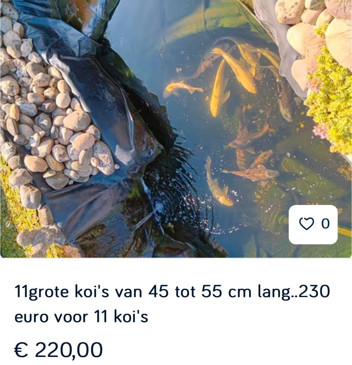12 grote koi,s te koop
