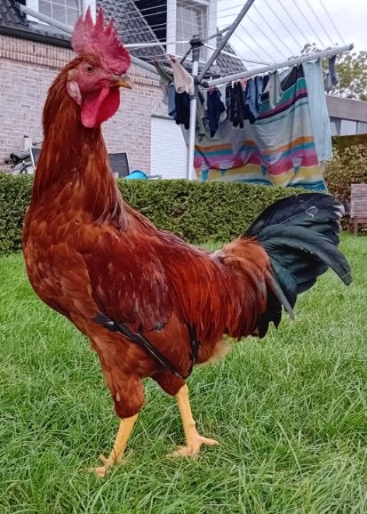 legkip haan te koop, Dieren en Toebehoren, Mannelijk, Kip