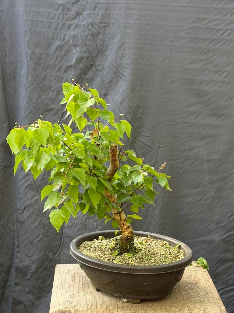 Bonsai berk, Tuin en Terras, Ophalen, In pot