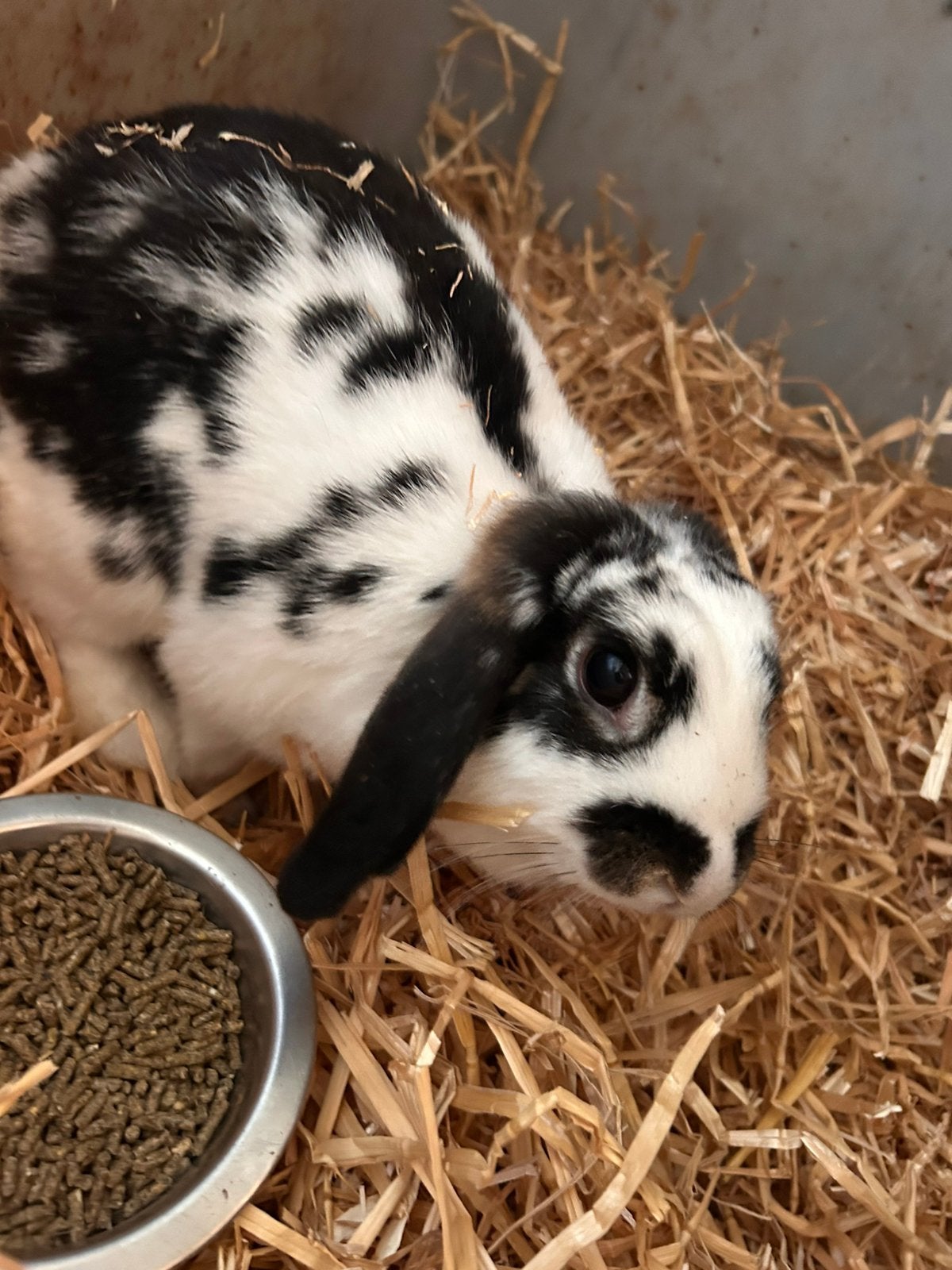 Dwerghangoortjes gratis, Dieren en Toebehoren, Meerdere dieren, Dwerg, Hangoor, 0 tot 2 jaar