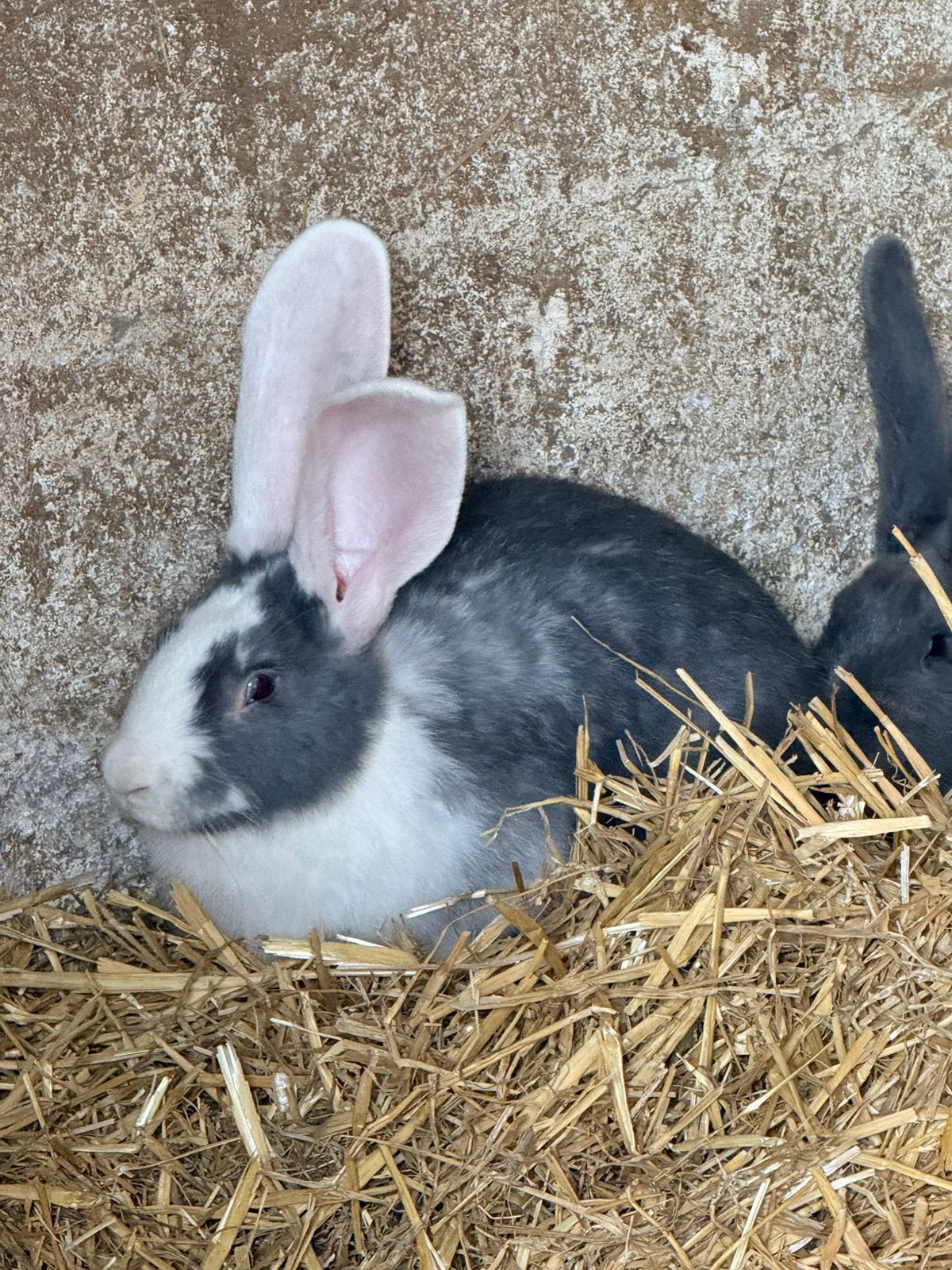 Duitse reuzen, Dieren en Toebehoren