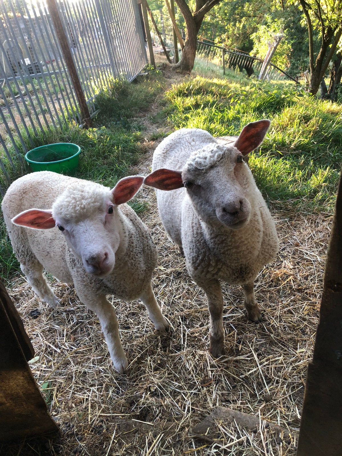 2 brave lammeren, Dieren en Toebehoren, Schapen, Geiten en Varkens, Schaap, Meerdere dieren, 0 tot 2 jaar