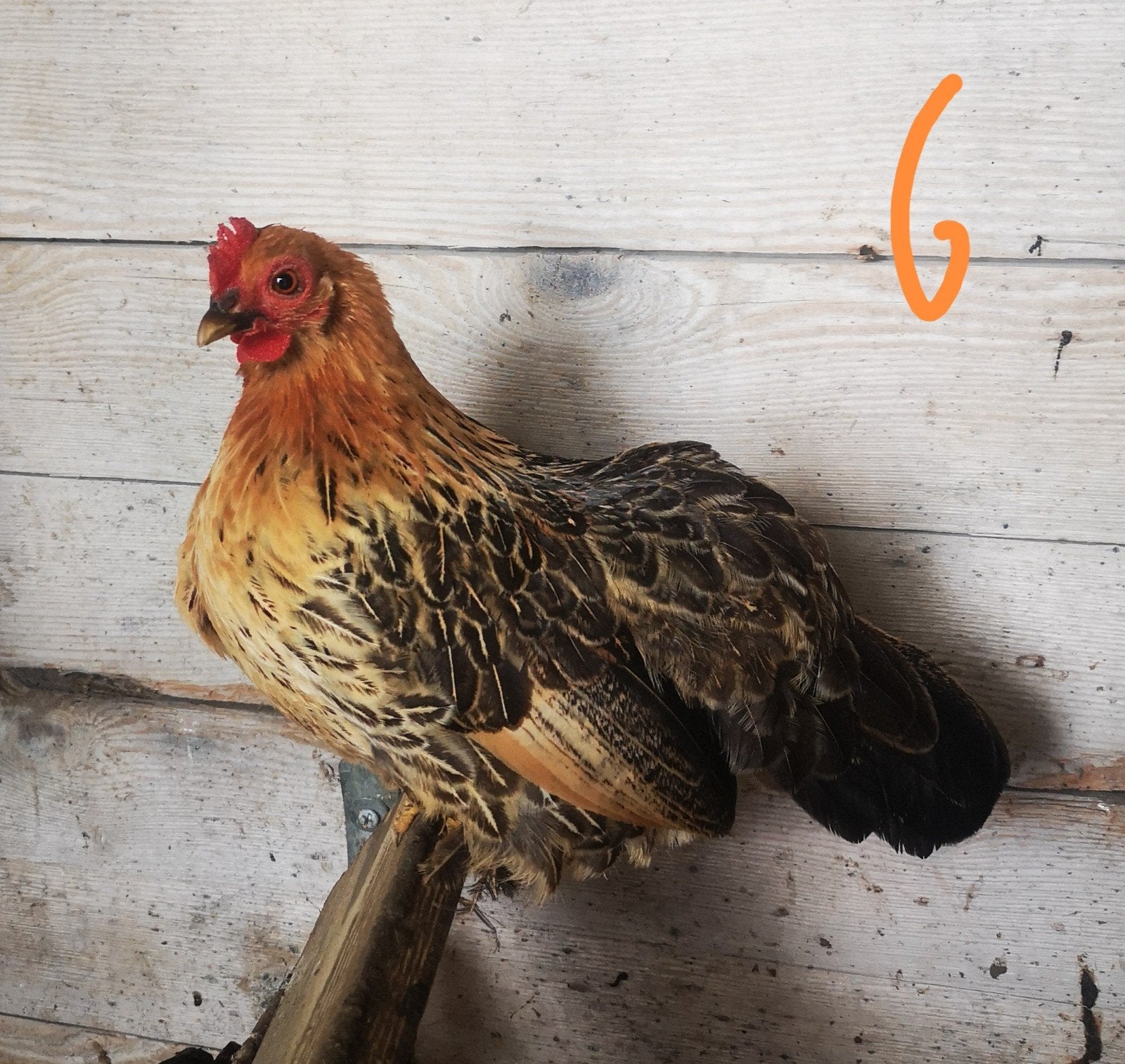 Poules naines, Animaux & Accessoires