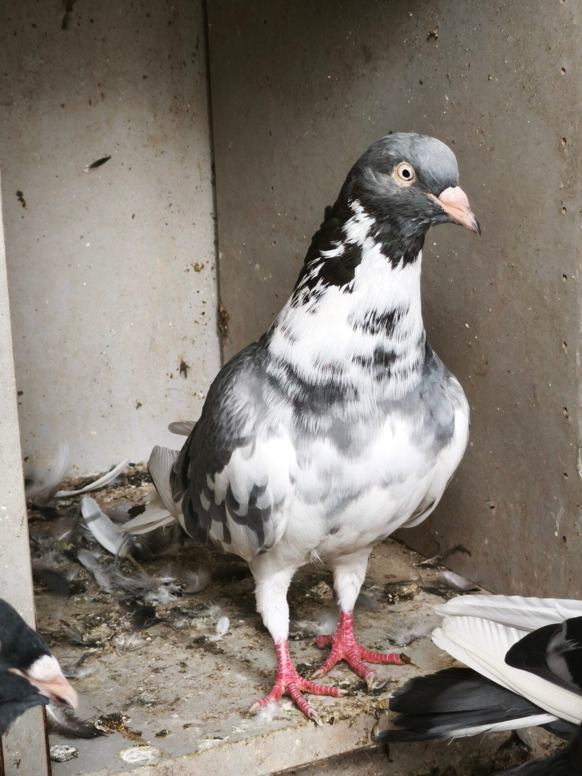 wuta Griekse hoogvlieger en duiken, Dieren en Toebehoren