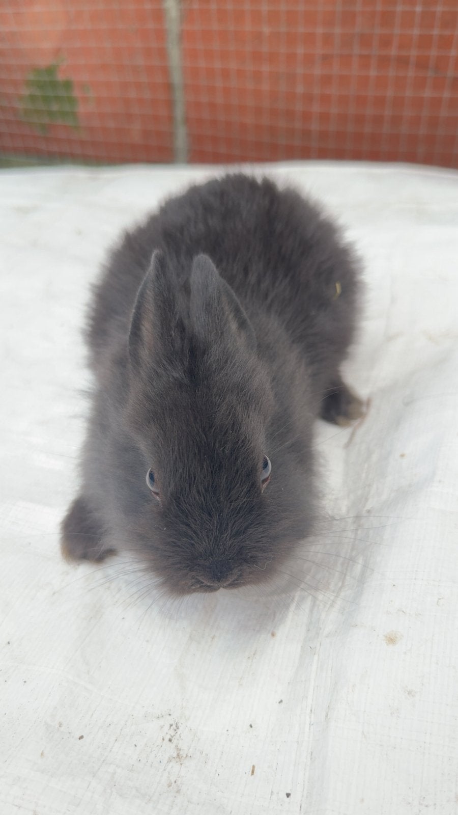 Lapin nain tete de lion males, Animaux & Accessoires, Enlèvement
