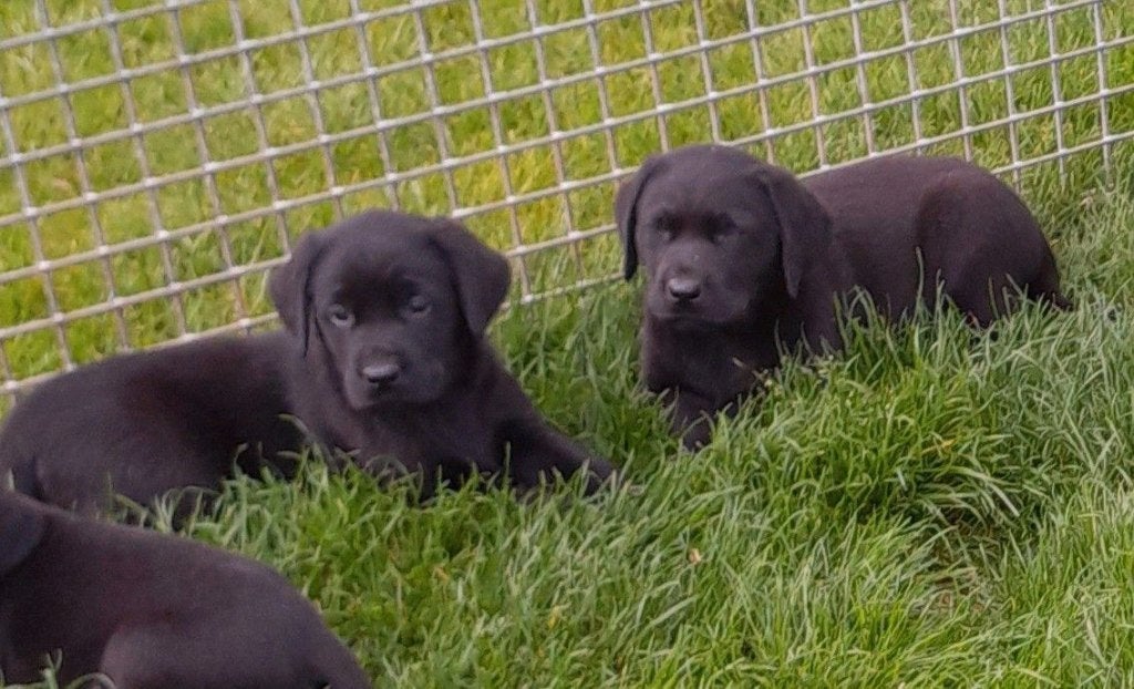 Labrador pups, Dieren en Toebehoren, België, CDV (hondenziekte), 8 tot 15 weken, Labrador retriever