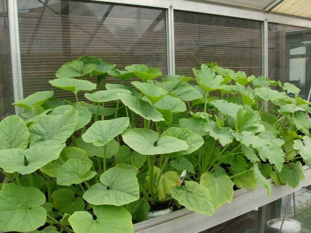 groenteplanten voor transplantatie, Tuin en Terras, Planten | Tuinplanten, Ophalen
