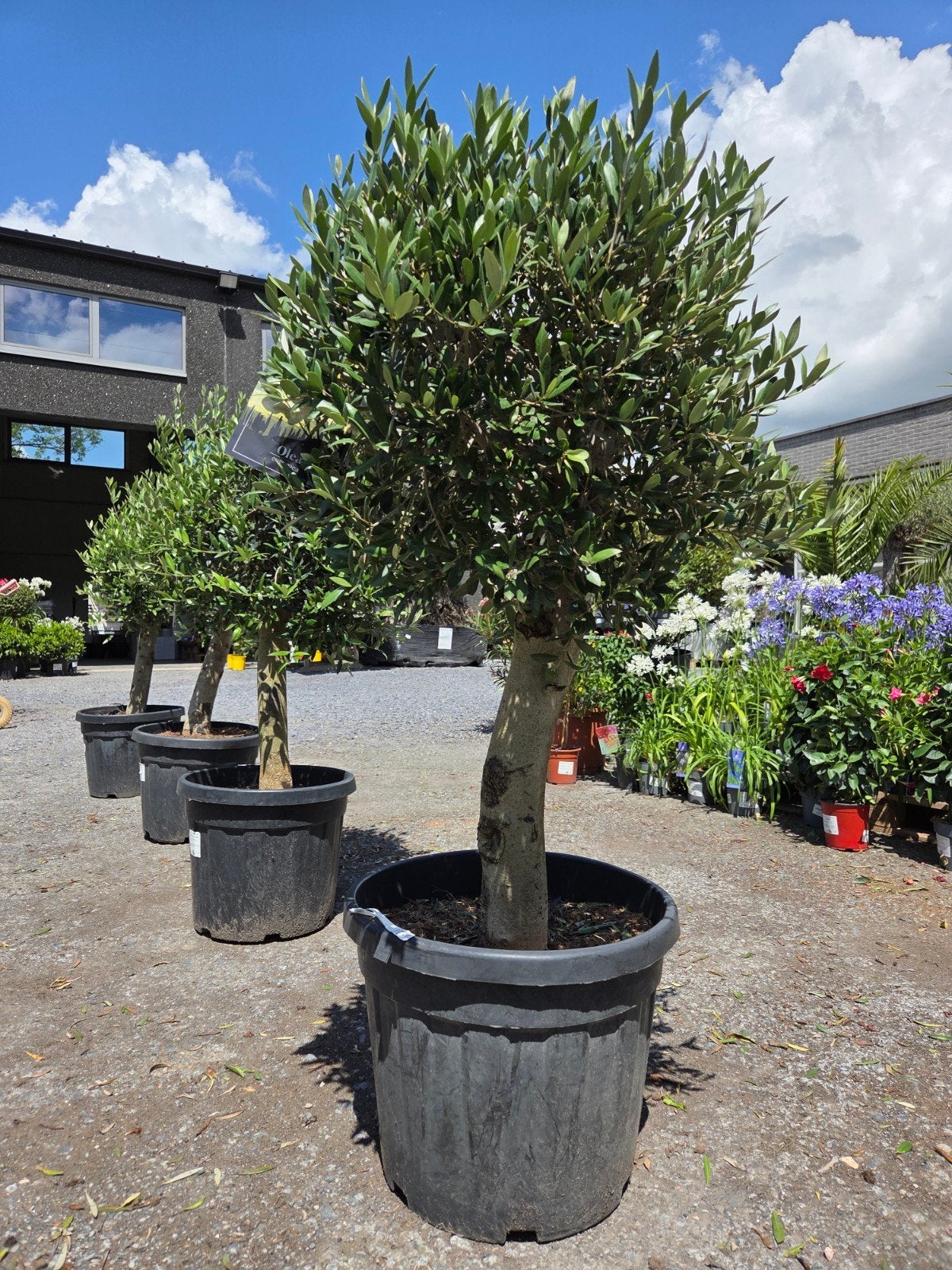 Terrasolijfboom Olea Europaea - cadeautip vaderdag, Ophalen, Olijfboom