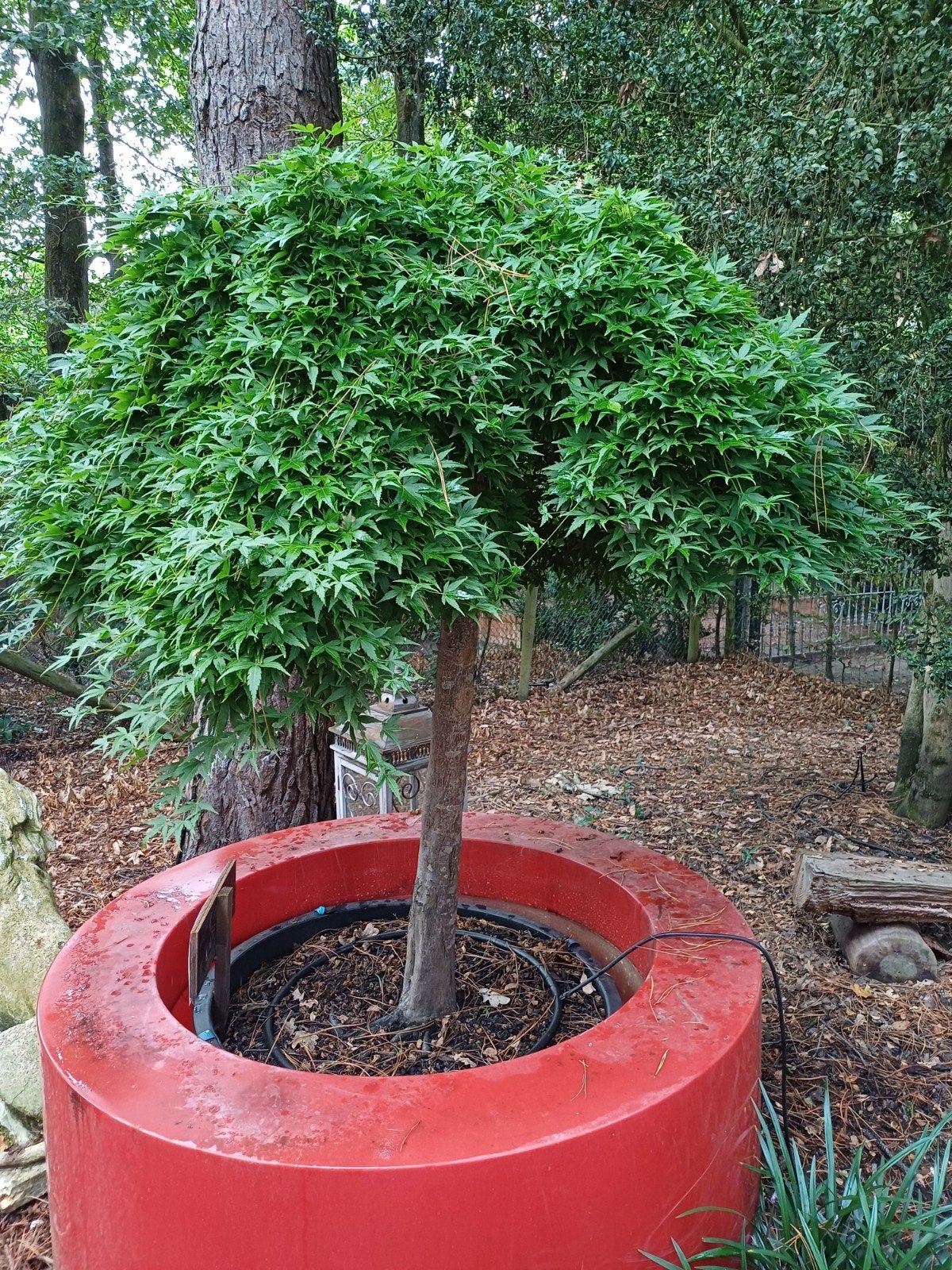 japanse esdoorns, Tuin en Terras, Ophalen