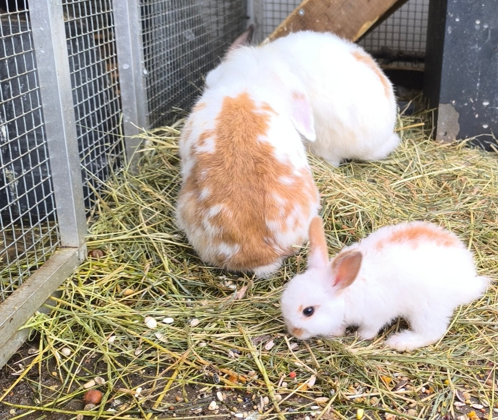 konijnen, Animaux & Accessoires, Lapins