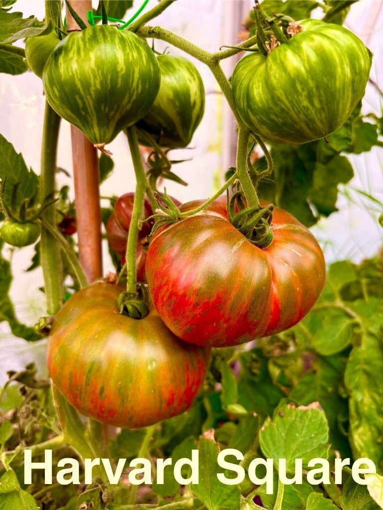 3 Grote sortering zaden van bijzondere tomaten, Verzenden, Voorjaar, Volle zon, Zaad
