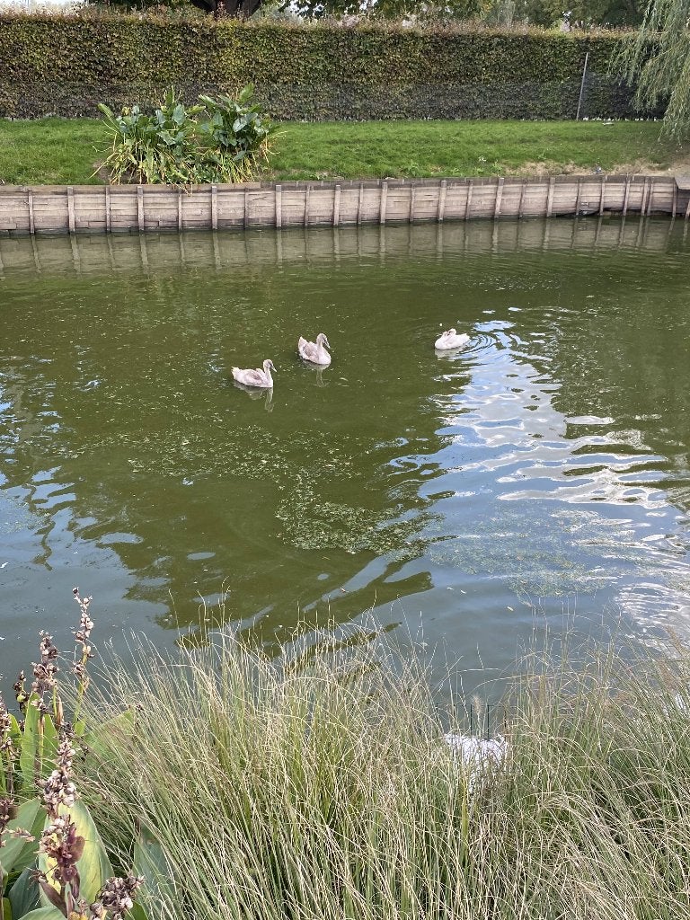 Zwanenjong, Plusieurs animaux