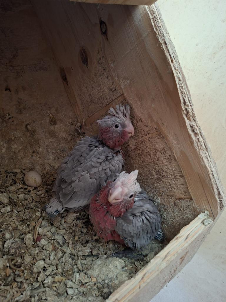 rosé kakatoe, Dieren en Toebehoren