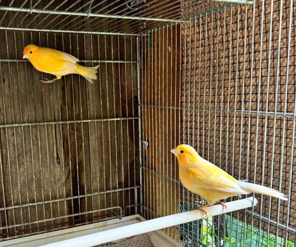 Kanarie te koop, Dieren en Toebehoren, Vogels | Kanaries, Zangkanarie