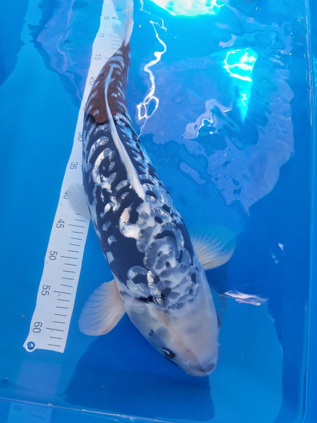 Japanse koi, Karper of Koi