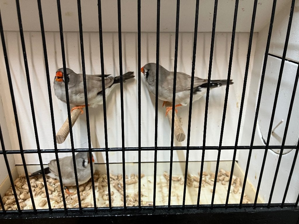Zebravink bleekrug grijs poppen, Dieren en Toebehoren