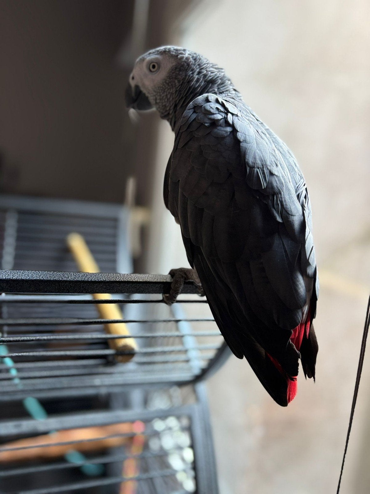 Gris du gabon cage, Enlèvement